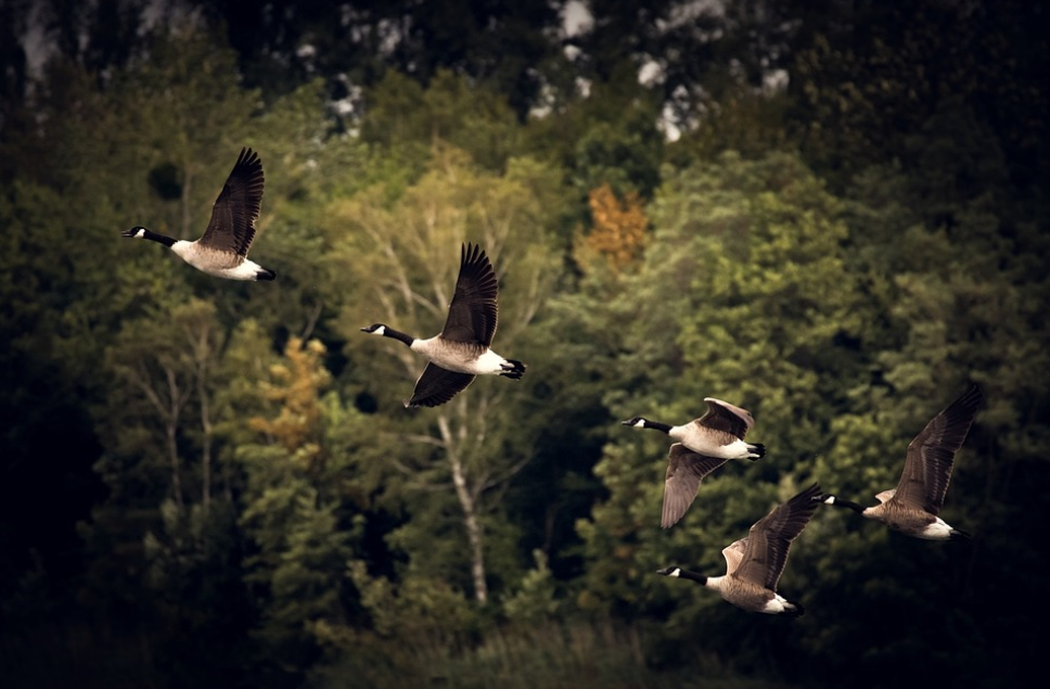 birds migration