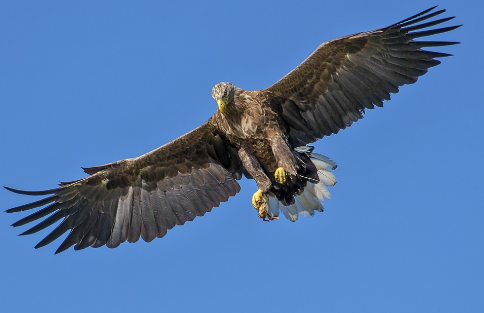 flying bird